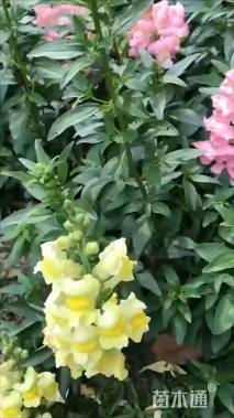 金鱼草种子金鱼草种子