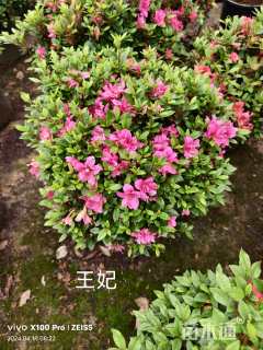 高度45厘米杜鹃