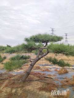 高度200厘米黑松