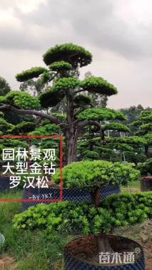 20公分金钻罗汉松