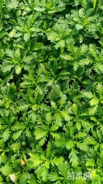 高度15厘米木春菊