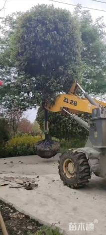 15公分桂花