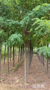 8公分红花洋槐
