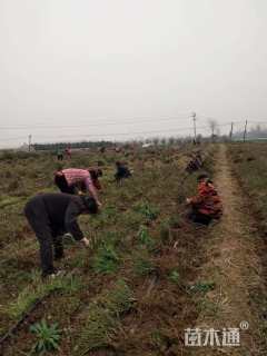 高度30厘米月季
