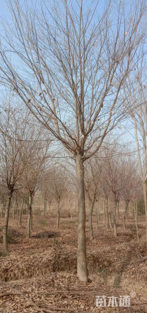 5公分榉树