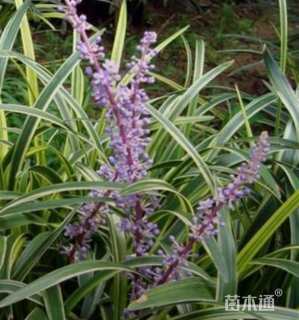 高度30厘米金叶苔草