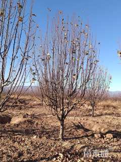 10公分八棱海棠