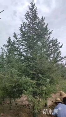 高度550.厘米云杉