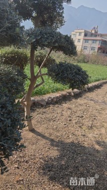 10公分油橄榄