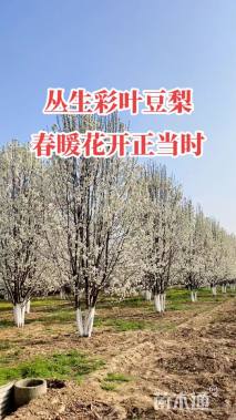 4.5公分彩叶豆梨