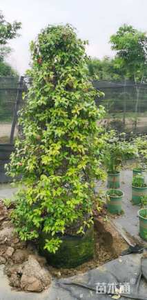 190厘米风车茉莉