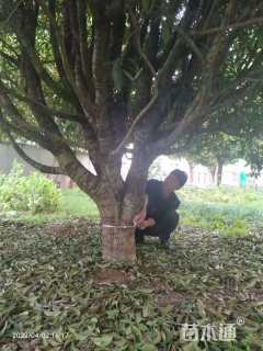 高度400厘米丛生桂花