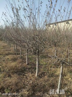 10公分垂丝海棠