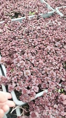 高度5厘米红景天