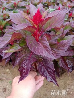 高度15厘米世纪红蜜桔