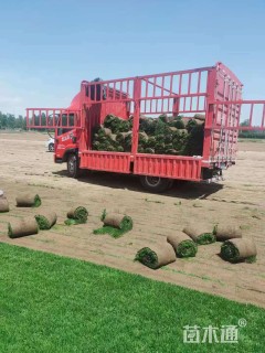 草卷状早熟禾草