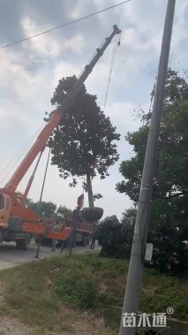 15公分广玉兰