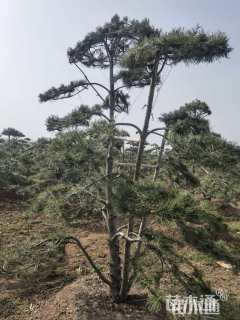 高度350厘米白皮松