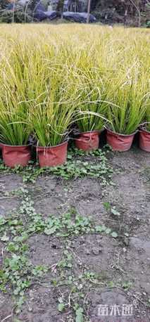 高度60厘米金叶石菖蒲