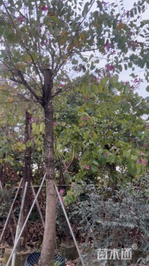 高度500厘米紫荆