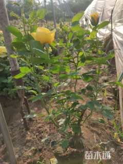 高度40厘米大花月季