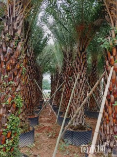 裸干高1.5厘米中东海枣