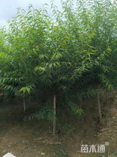 5公分山桃