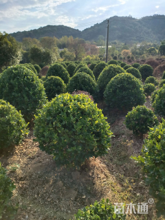 冠幅150厘米金森女贞球