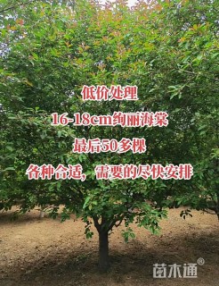 15公分绚丽海棠