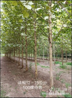 12公分法桐
