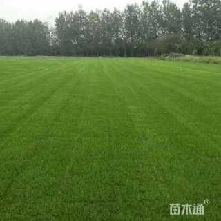 草块状果岭草