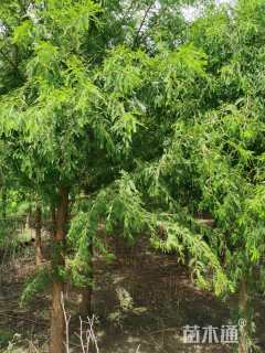 20公分墨西哥落羽杉