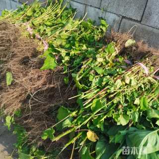 高度30厘米红蓼