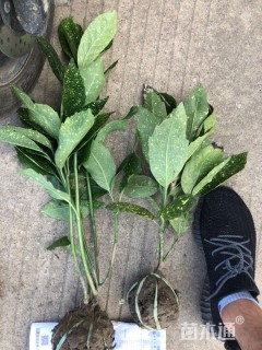 高度45厘米洒金桃叶珊瑚