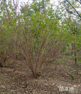 高度400厘米丛生金银木