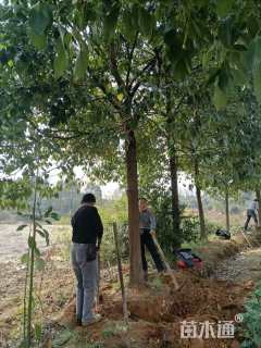 高度350厘米丛生桂花