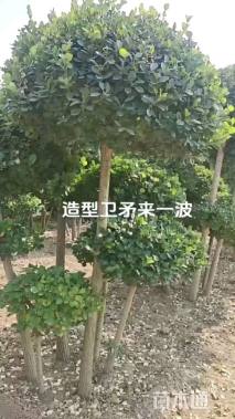 10公分造型卫矛