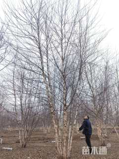 高度700厘米丛生河桦