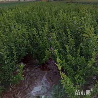 高度30厘米卫矛小苗