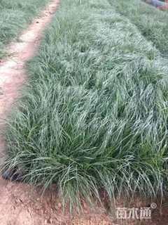 高度50厘米狼尾草