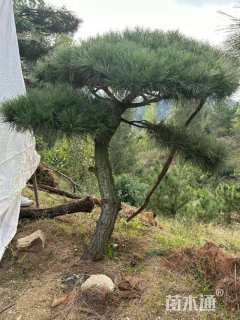 15公分造型黑松