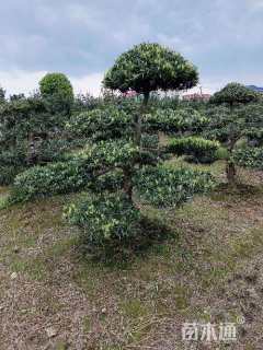 移栽苗造型罗汉松