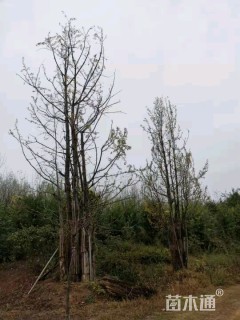 70公分丛生银杏