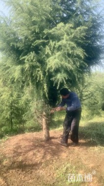 高度500厘米雪松