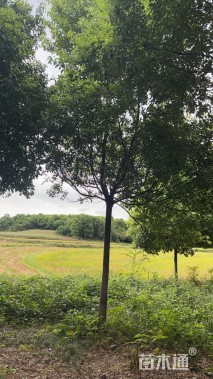 12公分香樟