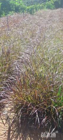 高度40厘米紫梦狼尾草