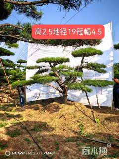19公分造型黑松