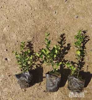 高度5厘米完美冬青球