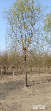 12公分109柳树