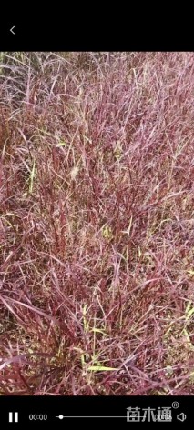 高度20厘米紫叶狼尾草